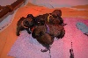  - 7 magnifiques Bébés sont nés!!