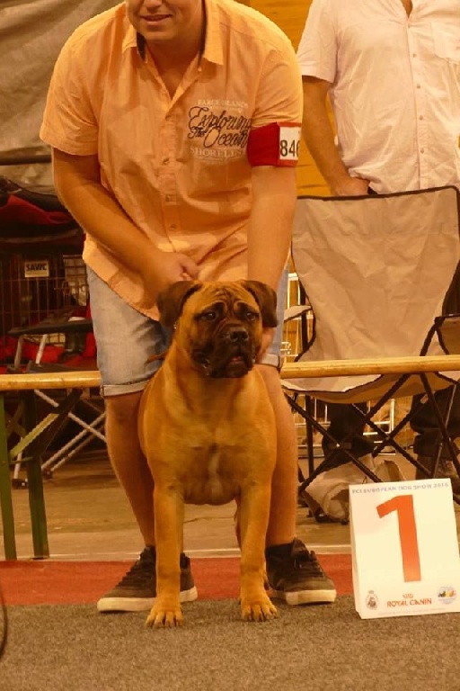 Des Bull's De La Baie - Lisa gagne la classe puppy à l' Européan Dog Show 