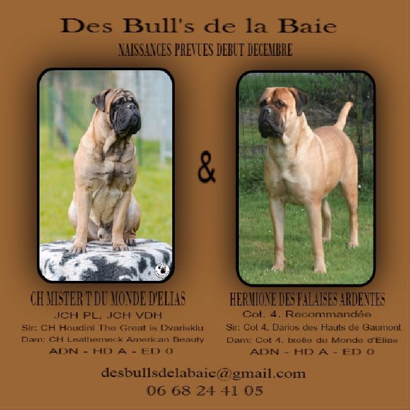 Des Bull's De La Baie - Bullmastiff - Portée née le 09/12/2016