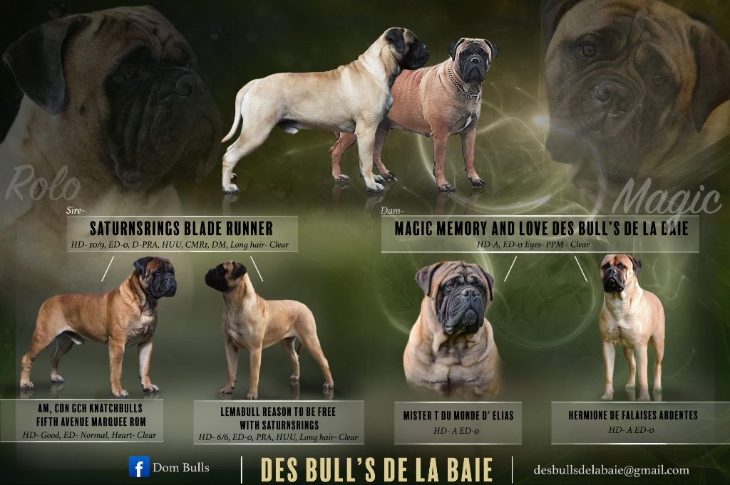 Des Bull's De La Baie - Bullmastiff - Portée née le 16/02/2020