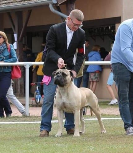 luckybull Falco