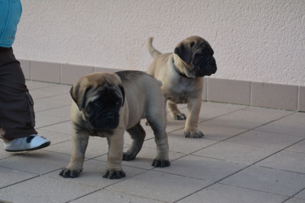 Des Bull's De La Baie - Bullmastiff - Portée née le 03/02/2020