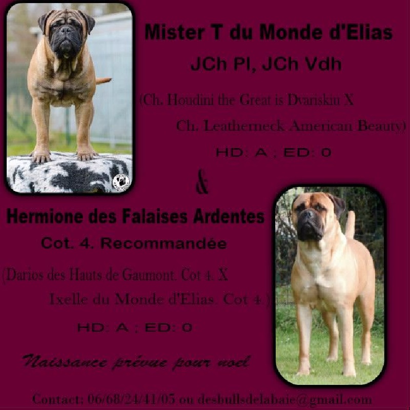 Des Bull's De La Baie - Bullmastiff - Portée née le 22/12/2015